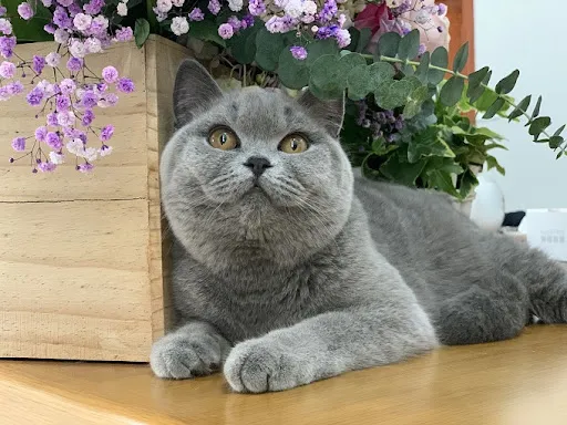 Méo Méo 🐱 Avatar