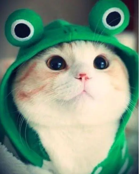 qouusja Avatar